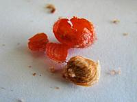 Rhus aromatica. Плод