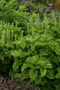 Сорт базилика Green Ruffles