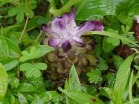 Curcuma decipiens
