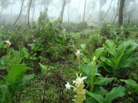 Curcuma caulina