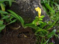 Curcuma bhatii