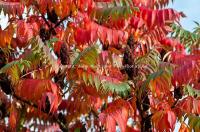 Rhus typhina. Растение осенью