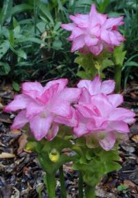 Curcuma elata