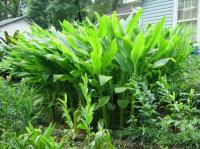 Curcuma elata
