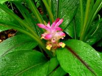 Curcuma yunnanensis