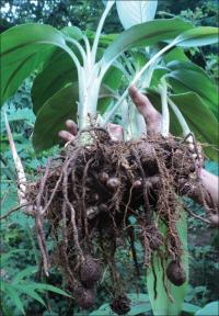 Curcuma caesia (растение с корневищем)