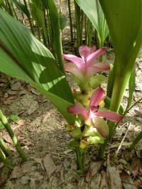 Curcuma Aeruginosa