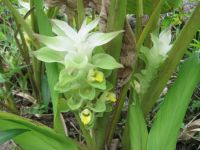 Соцветие куркумы длинной (Curcuma Longa)
