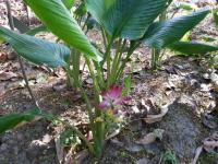 Curcuma Aromatica