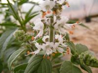 Камфорный базилик (Ocimum kilimandscharicum)