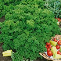Petroselinum crispum: Evergreen