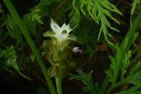 Гибрид Curcuma parviflora x Curcuma rhabdota