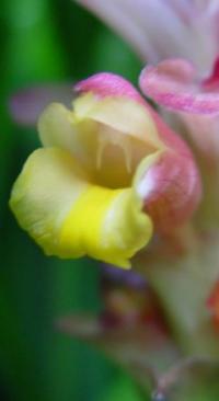 Curcuma yunnanensis (цветок)