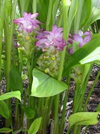 Curcuma angustifolia
