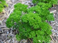 Petroselinum crispum: Gr&uuml;ne Perle