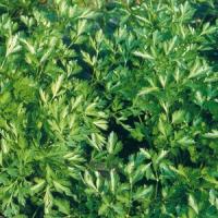Petroselinum neapolitanum: Comune 2