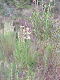 Вид Ocimum angustifolium