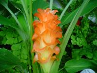 Curcuma roscoeana, сорт Jewel of Burma
