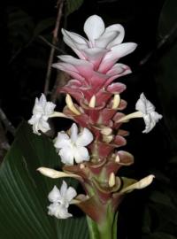 Curcuma caulina (соцветие)