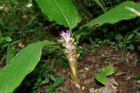 Curcuma inodora