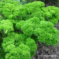 Petroselinum crispum: Bravour