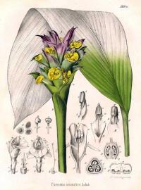 Curcuma Aromatica (иллюстрация)