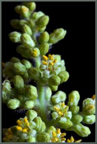 Rhus typhina. Часть соцветия