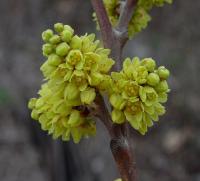 Rhus aromatica. Часть соцветия