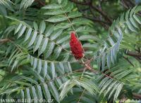 Rhus typhina. Метелка с плодами