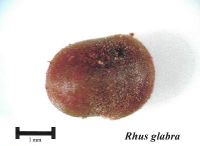 Rhus glabra. Семя