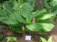 Curcuma petiolata