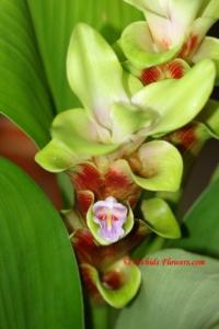 Curcuma 'Emerald Chocozebra'