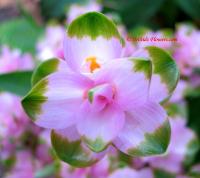 Curcuma sparganiifolia, сорт &prime;Pink Pearl Greentop&prime;