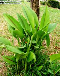 Curcuma comosa