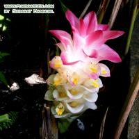 Curcuma comosa (соцветие)