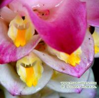 Curcuma comosa (цветок)