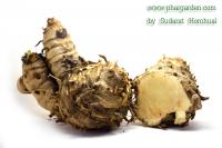 Curcuma comosa (корень)