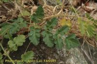 Pastinaca latifolia. Лист растения