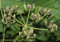 Pastinaca latifolia. Соплодие