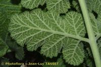 Pastinaca latifolia. Обратная сторона листа
