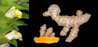 Цветки и корень куркумы длинной (Curcuma Longa)