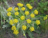 Pastinaca clausii. Соцветие
