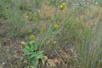Pastinaca clausii. Зацветающее растение в степи