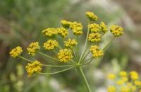 Pastinaca pimpinellifolia. Соцветие