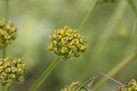Pastinaca pimpinellifolia. Зонтичек соцветия