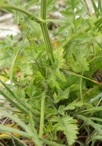 Pastinaca pimpinellifolia. Нижняя часть побега
