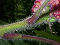 Rhus typhina. Часть ветви, покрытая волосками