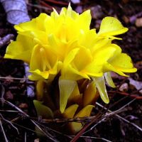 Curcuma flaviflora (соцветие)