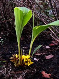 Curcuma flaviflora