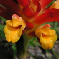 Curcuma rubrobracteata (цветки)